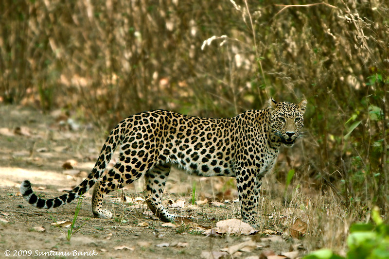 Day 06 : Bandhavgarh - Kanha National Park (Approx. 250 kms / 6-7 hrs)